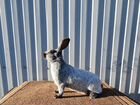 Кролики породы Серебристый