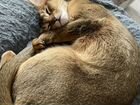 Аббисинская кошка,Ищет мужчину для вязки объявление продам