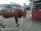Коровы дойные объявление продам
