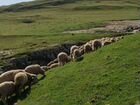 Овцы бараны ягнята оптом объявление продам