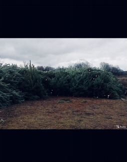 Живые елки и пихты