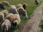 Овцематки, ярки на племя объявление продам