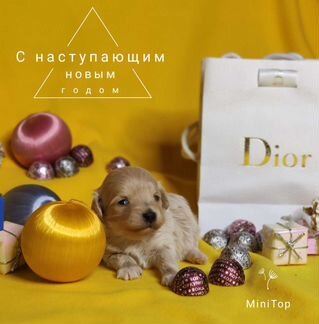 Мальтипу, мальчишки f1