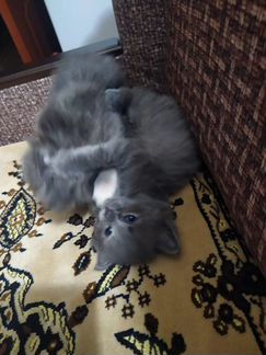 Отдадим в добрые руки