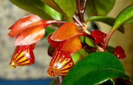 Гипоцирта чудесное растение из тропиков