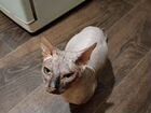 Канадский сфинкс кот объявление продам
