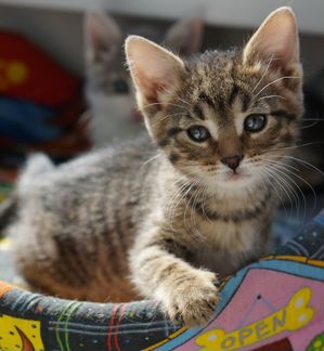 Симпатичный полосатик в дар