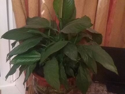 Керамический цветочный горшок