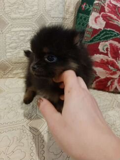 Малый немецкий шпиц