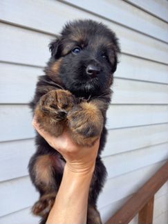 Резерв щенков немецкой длинношерстной овчарки