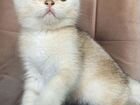 Шотландский серебристо-золотой котик объявление продам