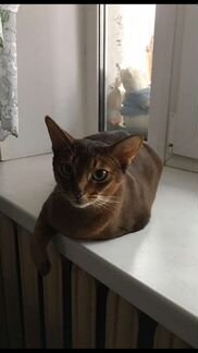 Абиссинская кошка, 7 лет, в дар