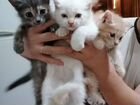 Сибирские котята в добрые руки