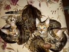 Бенгальскике котята