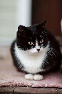 Кошечка в добрые руки