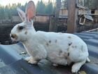 Кролик, порода Рекс объявление продам