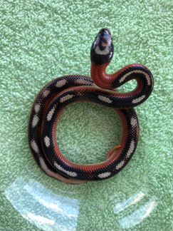 Lampropeltis Triangulum sinaloae Applegate Stripe