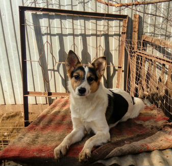 Нужен дом и семья собачке Исти