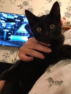 Кошка черная лекарь3 мес