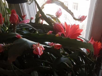 Столетник, алое вера и другое