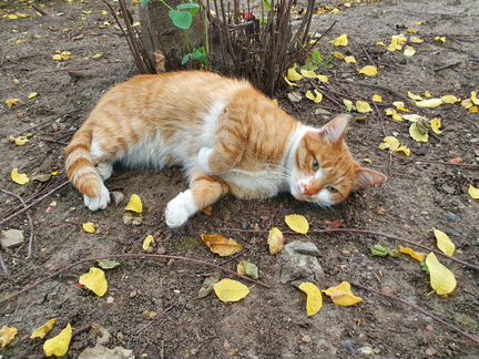 Котик ищет хозяина