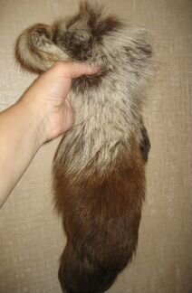 Хвост енота с лоскутом шкуры