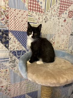 Котенок мальчик