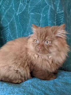 Котята цвета корицы