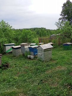Пчелы, улья - фотография № 5
