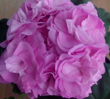 Пеларгонии (герани) Jagershus Мandelblom и др