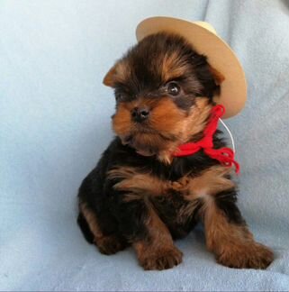 Новогодние подарки