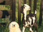 Мареммо-абруццкая овчарка объявление продам