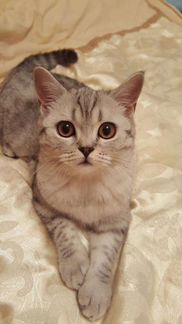 Котята Шотландской прямоухой