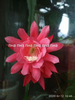 Молодой куст эпифиллума