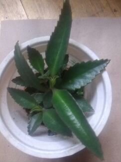 Каланхоэ детки