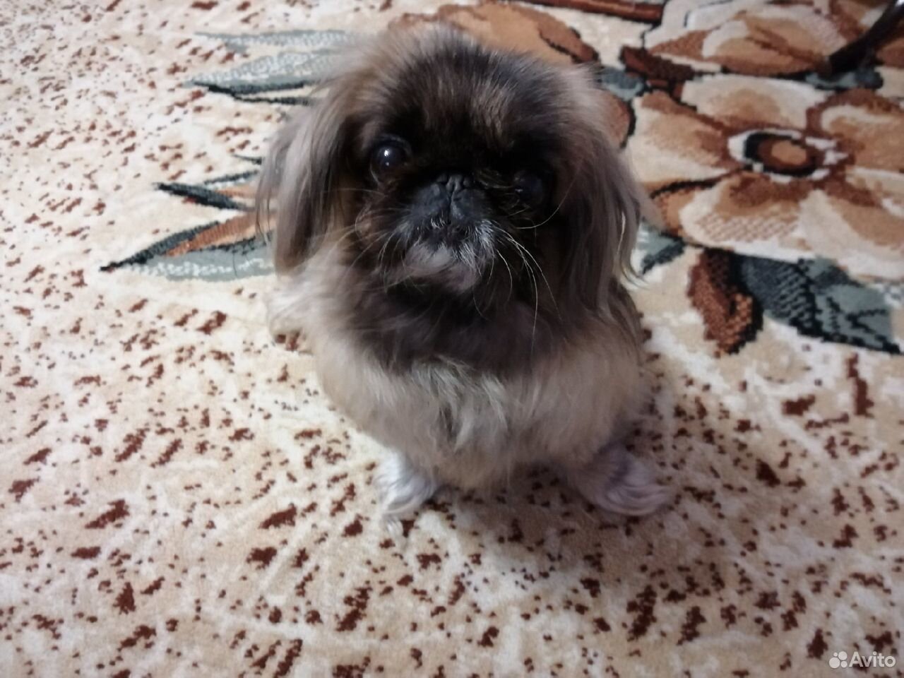 Пекинес мини