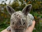 Плюшевые кролики Рекс объявление продам