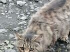 Найден кот(кошка) породы курильский бобтейл