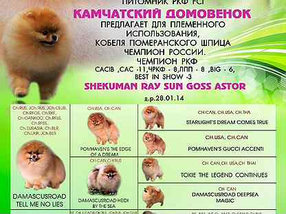 Как определить щенка шпица. Сколько стоит померанский шпиц скажи ценник без шуток. Как определить щенка шпица. Как определить щенка шпица. Как определить щенка шпица.