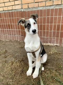 Щенок, девочка, 4 мес, в добрые руки