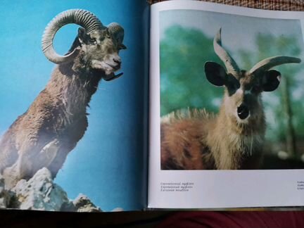 Книга, новая Аскания