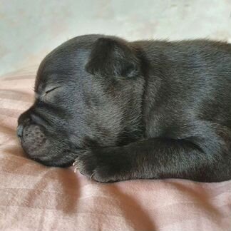 Стаффордширский бультерьер (щенки)