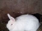 Кролики новозеландские 1,5 года