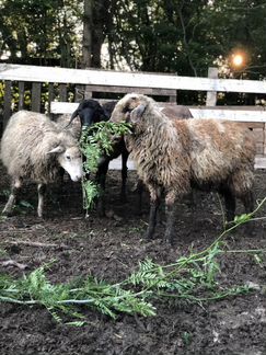 Овцы курдючные эдельбай,южномясная,карачаевские