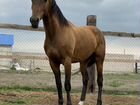 Лошадь мерин кабардинской породы малкинский конный