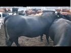 Коровы Абердины Грефорды и Симменталы объявление продам
