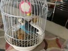 Волнистый попугай с клеткой бесплатно