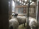 Баран лакон и овцы объявление продам