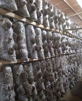 Производство грибов вешенка с налаженным сбытом