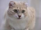 Стерилизованная персиковая кошка, красавица